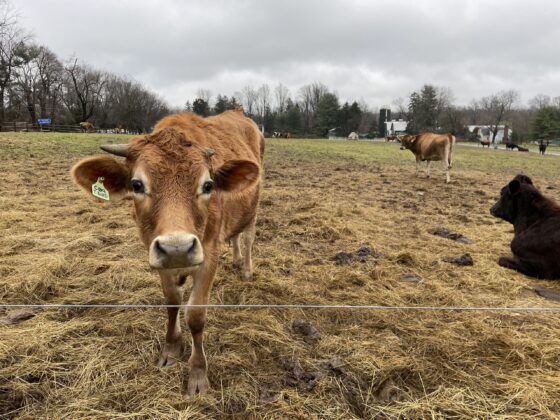 Dairy Processor Modernization Grant